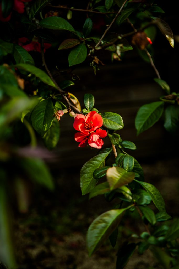 Nature